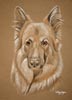 german shepherd dog portrait - Lucy
