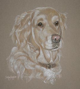 Tilly - golden retriever