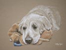 yelolow labrador with toys - portrait of Harry