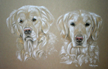 picture portrait golden retrievers