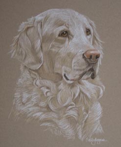 golden retriever - Lotti