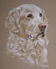 golden retriever portrait  Lotti