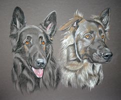 picture portrait german shepherds