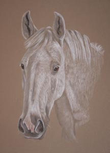 horse portrait - grey pony - Cassie