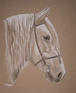 horse portrait - grey highland pony - Crofter