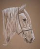 highland pony portrait od Crofter of Kewstoke