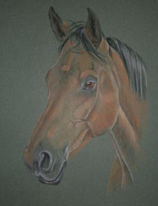 Jerico III racehorse portrait