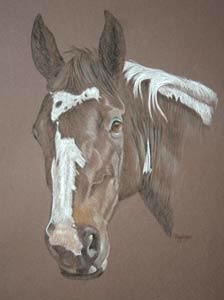 unusual bay and white horse portrait - Lakota