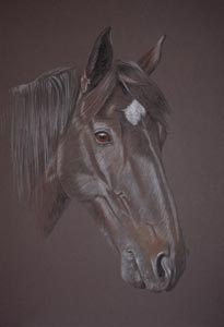 horse portrait Magic