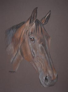 horse portrait - Ned