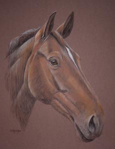 bay horse portrait - Pierrot
