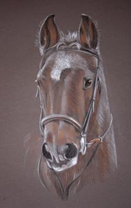 horse portrait, Welsh Cross Arab Pony - Pepper