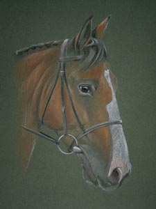 horse portrait - Sable