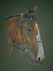 Danish Warmblood horse portrait of Sable