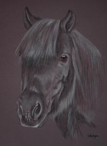 shetland pony portrait of Blackie