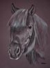 shetland pony - sheltie portrait of Blackie
