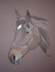 horse portrait Sophie