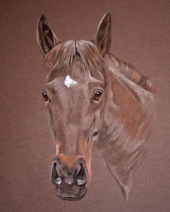 horse portrait - Tilly