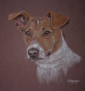 jack russel portrait - Bracken