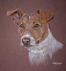 jack russel portrait pf bracken