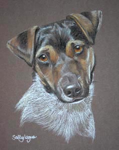 jack_russell_Cass