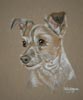 jack_russel terrier portrait - poppy