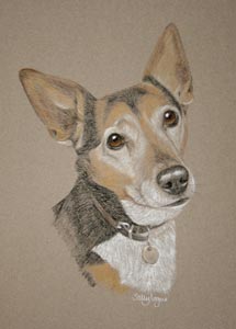 jack russell_sam