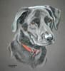 black lab cross portrait of Hectoe