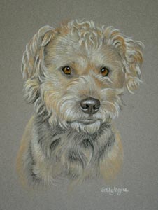 Lakeland Terrier - Reg