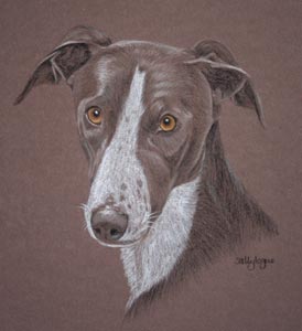 lurcher portrait of Dusty