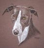 lurcher - Dusty