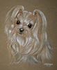 maltese_yorkie_cross_mabel