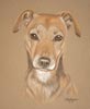 terrier portriat of Annie