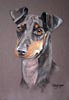 manchester terrier portrait