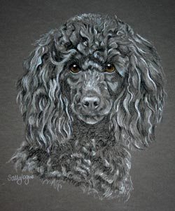 miniature poodle Sam