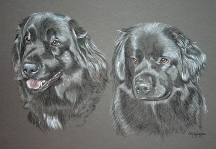 picture portrait of Newfoundlands