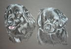 newfoundlands - anna and connie