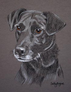 patterdale cross - Sam