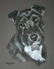 patterdale terrier portrait of Molly