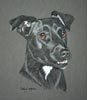 patterdale terrier - Tammy