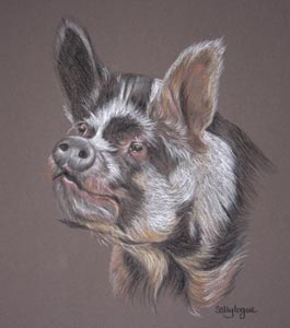 pastel drawing of kune kune pig  by Sally Logue