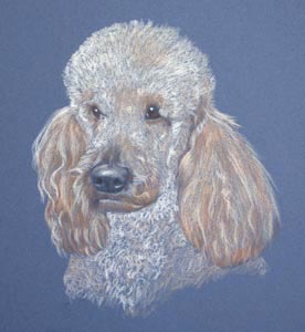 poodle_monty