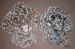 picture portrait poodles