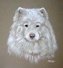 samoyed portrait