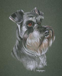 60 minute makeover -  Schnauzer portrait - Alfie