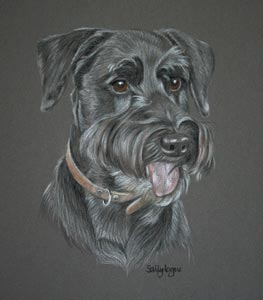 schnauzer_berry