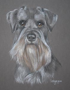 miniature schnauzer