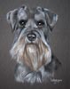 miniature schnauzer portrait