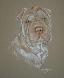 shar-pei - Tafarn