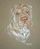 shar-pei  - portrait of Tarfan